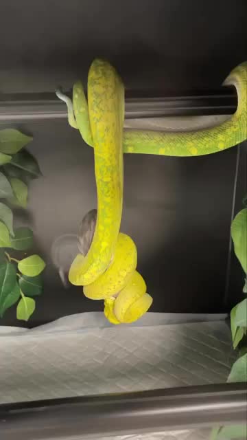 Yellow snake eats white mouse