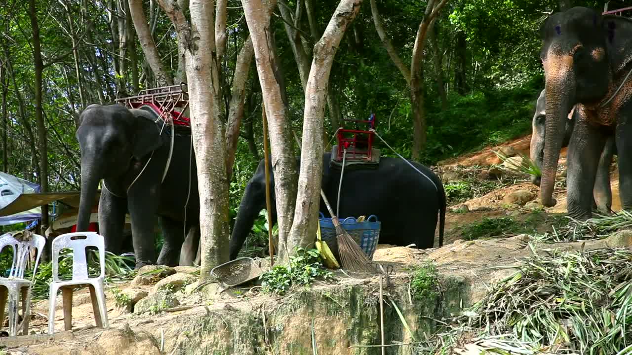 Elephants eating plants