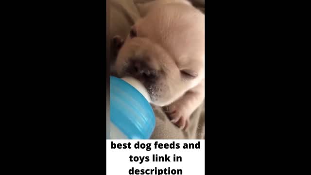 Baby Dogs - Cute and Funny Dog Videos Compilation #1 | Aww Animals