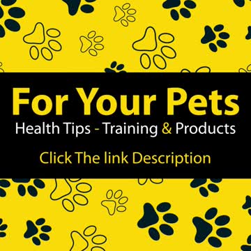 Top 5 Signs To Find Your Cat Is Pregnant? #Shorts