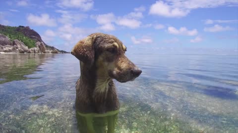 Dog fun water weming wait for end