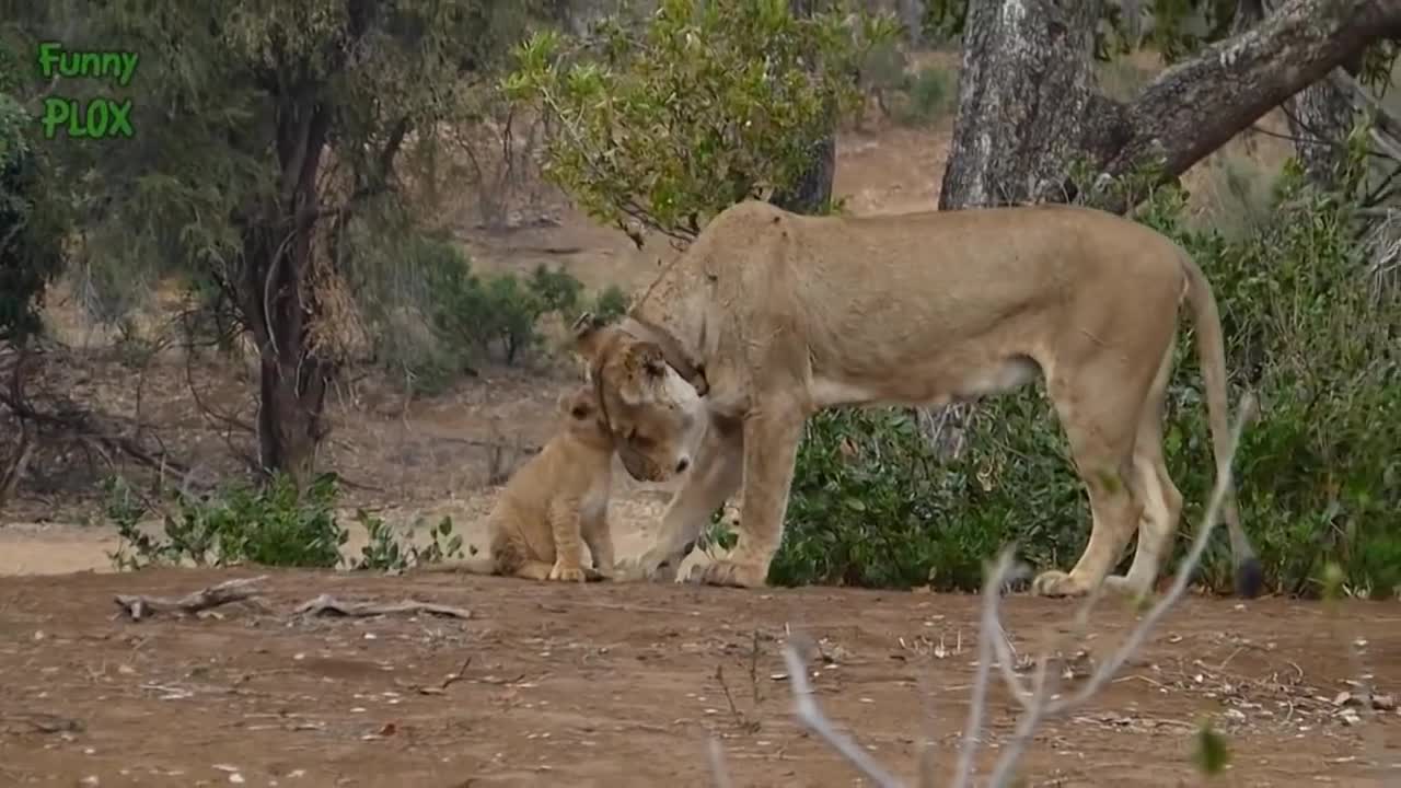 Most Funny and Cute Baby Tiger and Lion