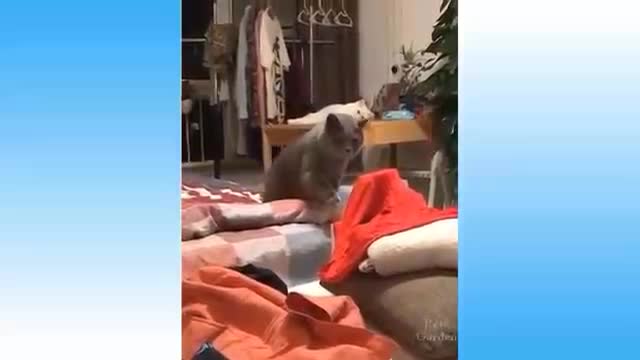 Best animal funny videos