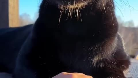Catch the Paw if you can 🦁🐈 #Cat #Fun #Cats
