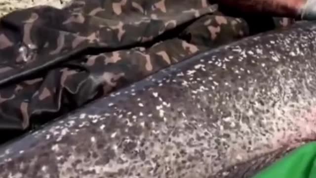 Top 20 Under Water Animal Caught Movements Watch Enjoy