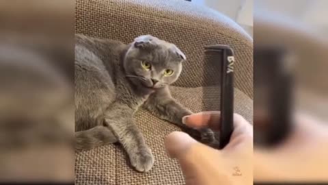 Baby Cats - 2021 Cute and Funny Baby Cat Videos Compilation