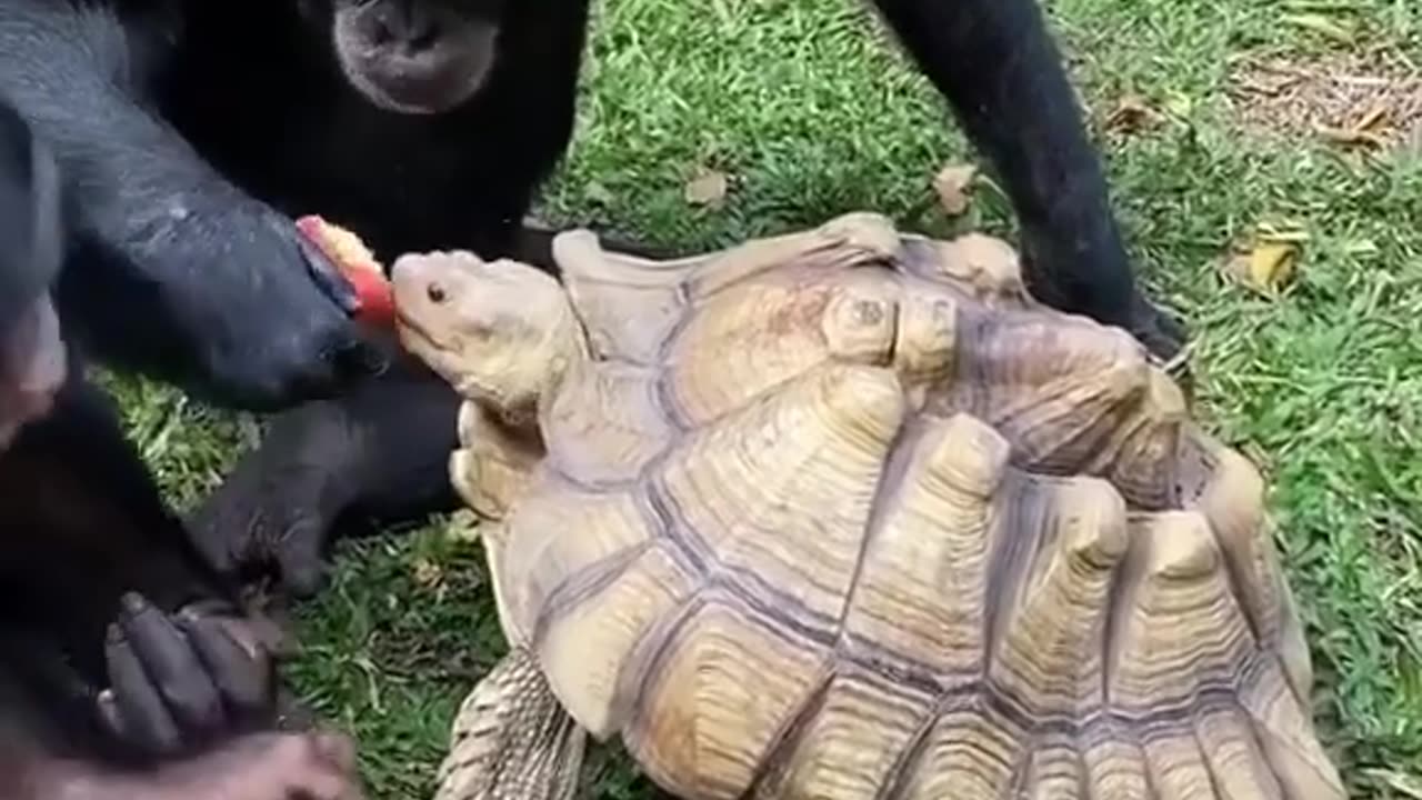 Monkey and Tortoise