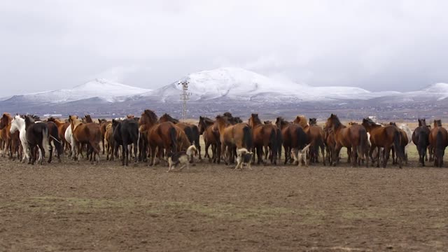 Dogs chasing horses