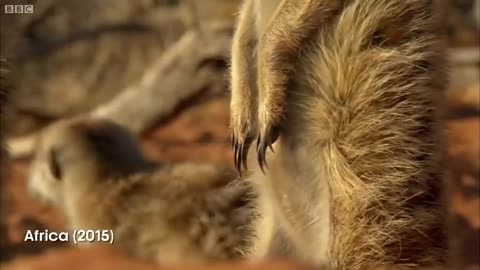 BBC Earth 50 Top Natural History Moments | 50-41