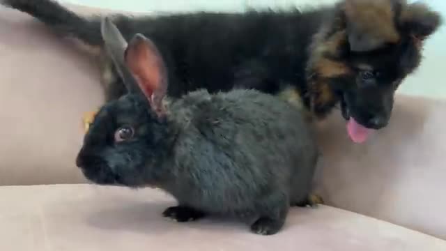 German Shepherd Puppy Meets Rabbit for the First Time