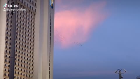 Starlings Murmuration in Biloxi