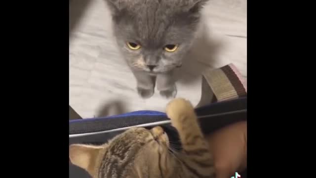 Hilarious try not to laugh at funny cats.