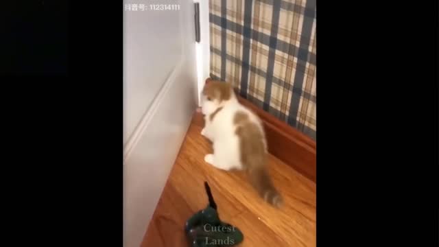 Cute and funny pets video; Try not to laugh alone to these pets Compilation