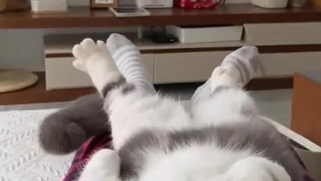 Funny cat compilation Funny pet