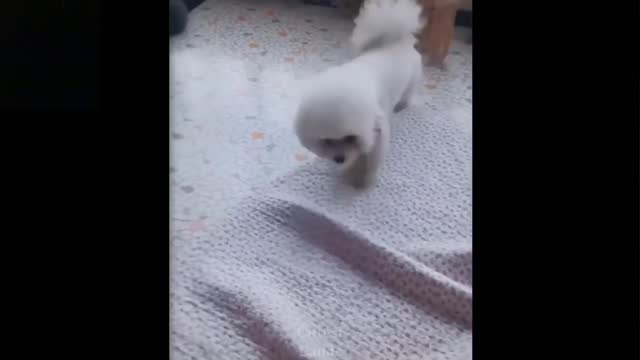 So funny cute ❤ dogs 🐶 and cats 🐱 part 8