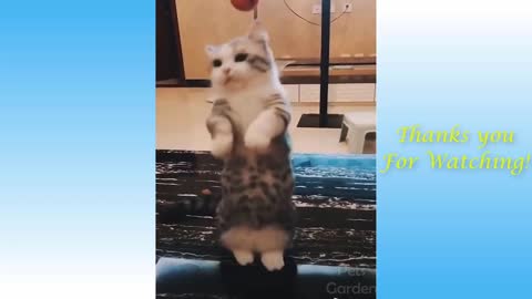 Cute Pets And Funny Animals Compilation # 1