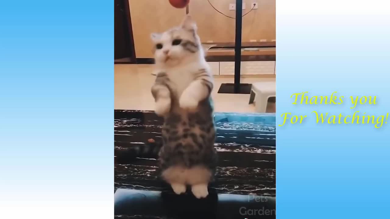 Cute Pets And Funny Animals Compilation # 1