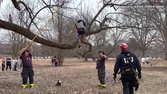 Teen Gets Stuck Rescuing Cat From a Tree