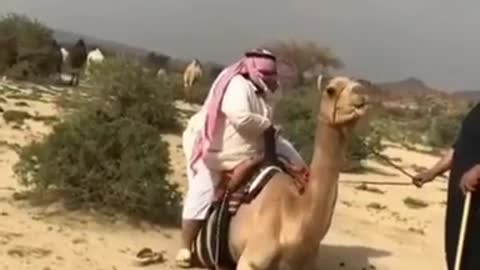 Best camel video 🤭 Don't miss this video