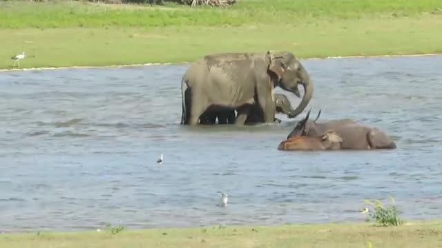 Elephant And Baby