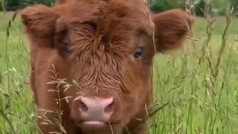 The mother cow came out to graze with her newborn calf