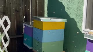 Calming Sounds of the SMZ Farms Bees