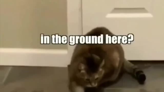 MEOW, MI CAN FEEL IT/ FUNNY CAT
