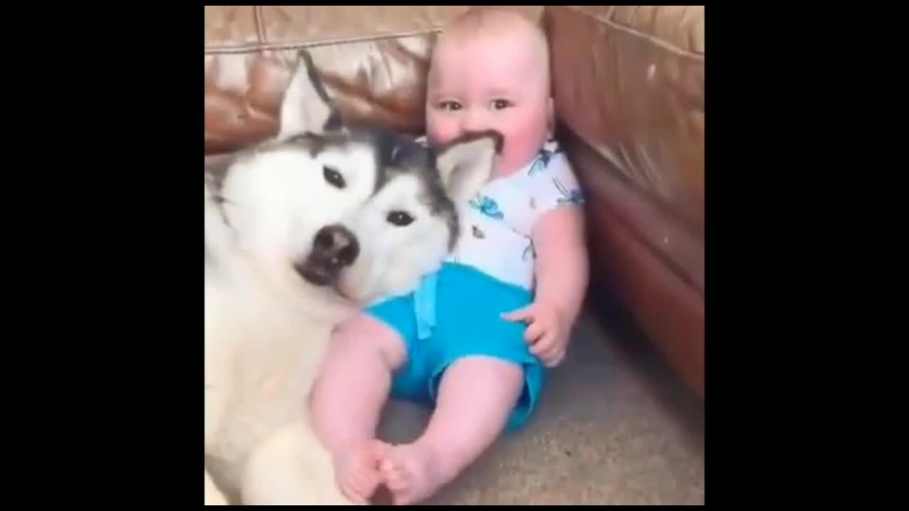 Dog sleeping with cute baby funny dog video