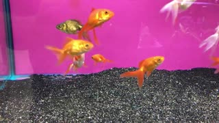 Assorted Fantail Fish