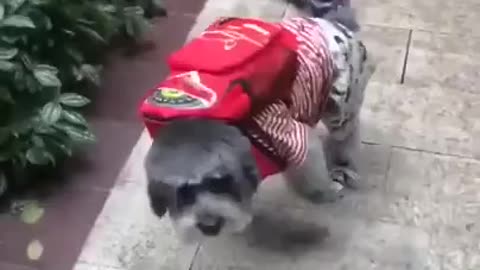 very funny dog