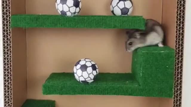 🇧🇪vs🇵🇹 #hamster #prediction #euro2020 #foryou