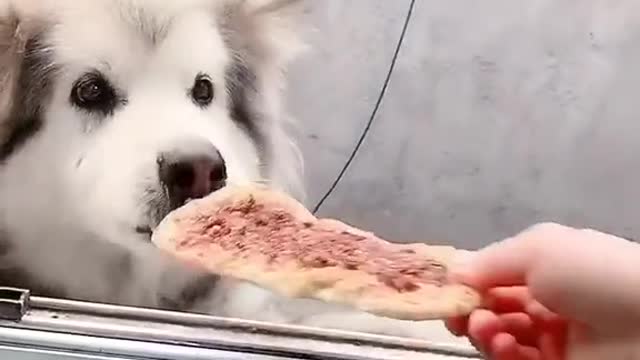 Smart Dogs really want to eat Bread