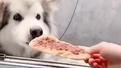 Smart Dogs really want to eat Bread