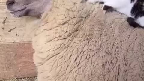 Sheep and a cat caressing