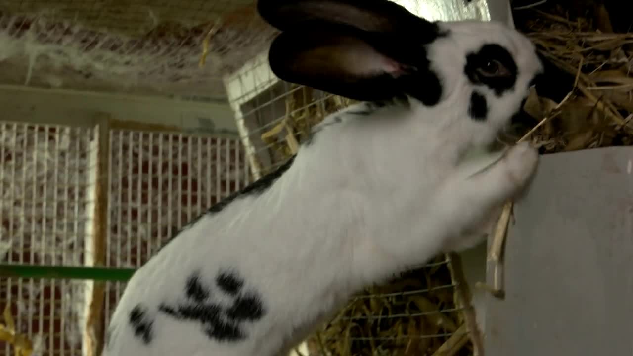 White rabbit eating hay at farm. Close up cute rabbit in cage