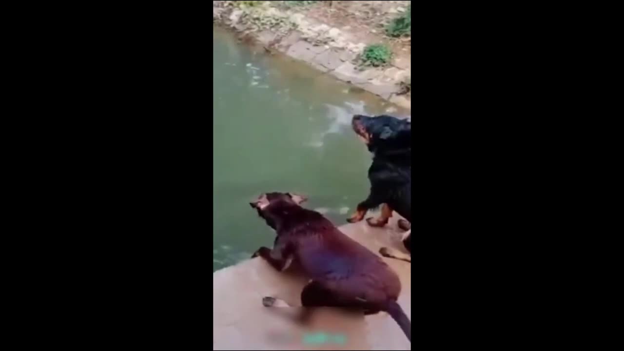 Funny Animals video