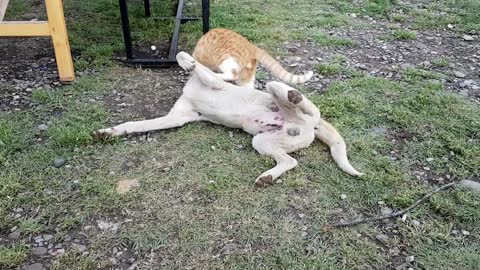 Fight between a cute dog and funny cat