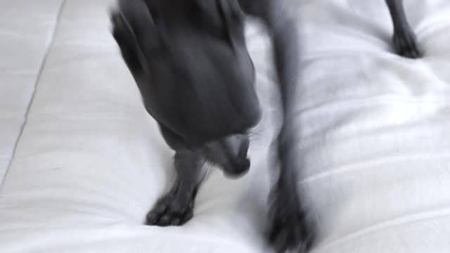 Grey dog digs at white bed