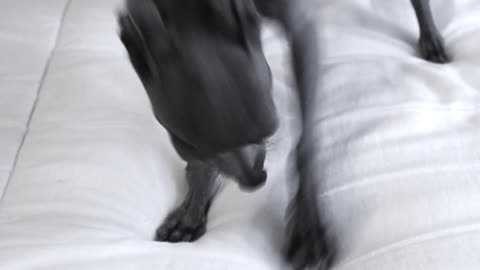 Grey dog digs at white bed
