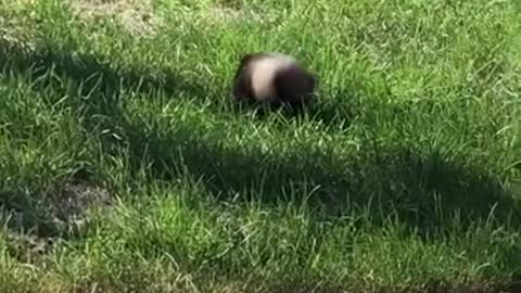 Dog funny fall down, Confuse Behavior