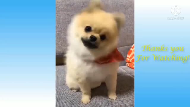 So Cute dog and funny too