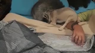 Fox and Raccoon Play With Each Other