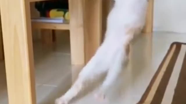 Cat Playing Like Man