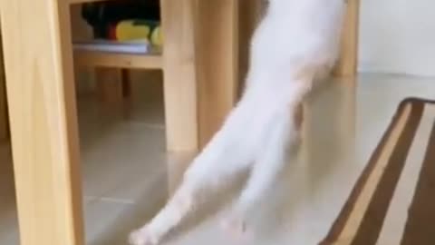 Cat Playing Like Man