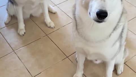 Cute dog