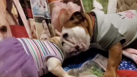 Bulldog playtime