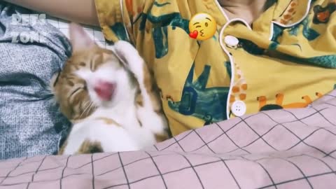 the compilation of the adorable little dogs