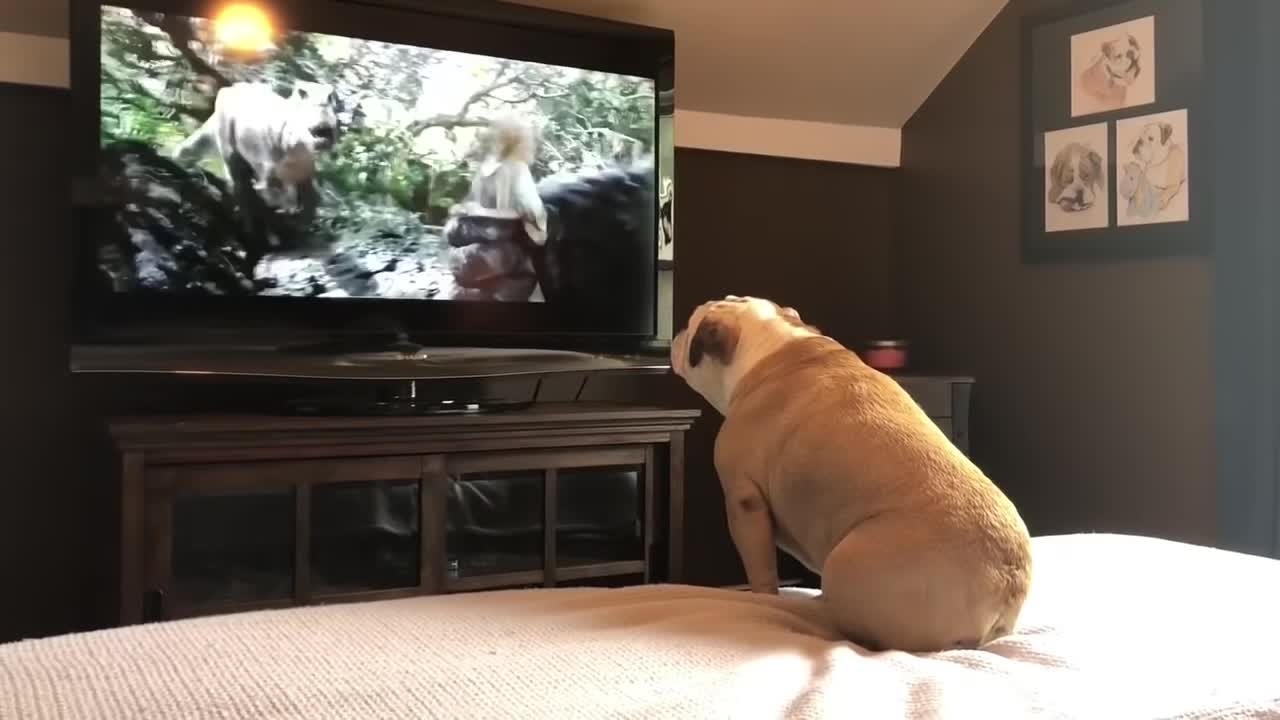 Bulldog Watches a Movie, Has Amazing Reaction to Films Villain.