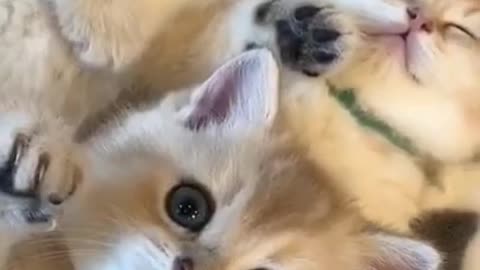 #eat​ #cat​ #hors​ #snow​ #lively​#girls​ #small​​ #cute​ #funny​ #happy​ #animals