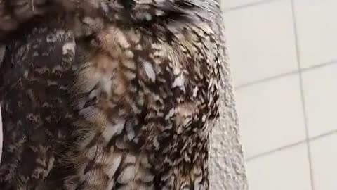 Look where this owl went. Did you have the guts to get close?